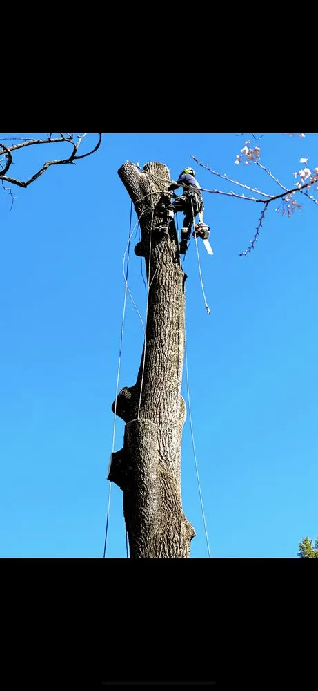 Trusted landscape installation experts serving Herndon, VA - Moises & sons