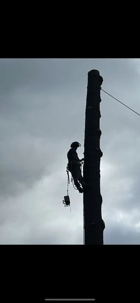 Custom yard maintenance for beautiful yards across Herndon, VA - Moises & sons