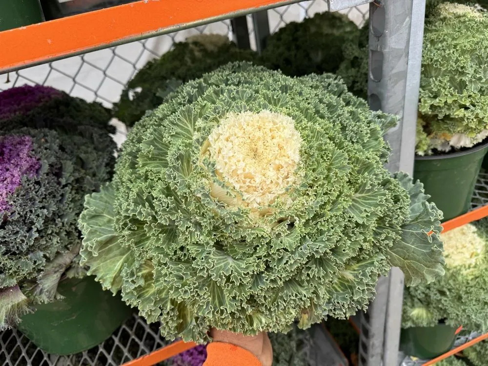 Professional outdoor landscaping in Lynbrook, NY - Moises Amaya Landscaping