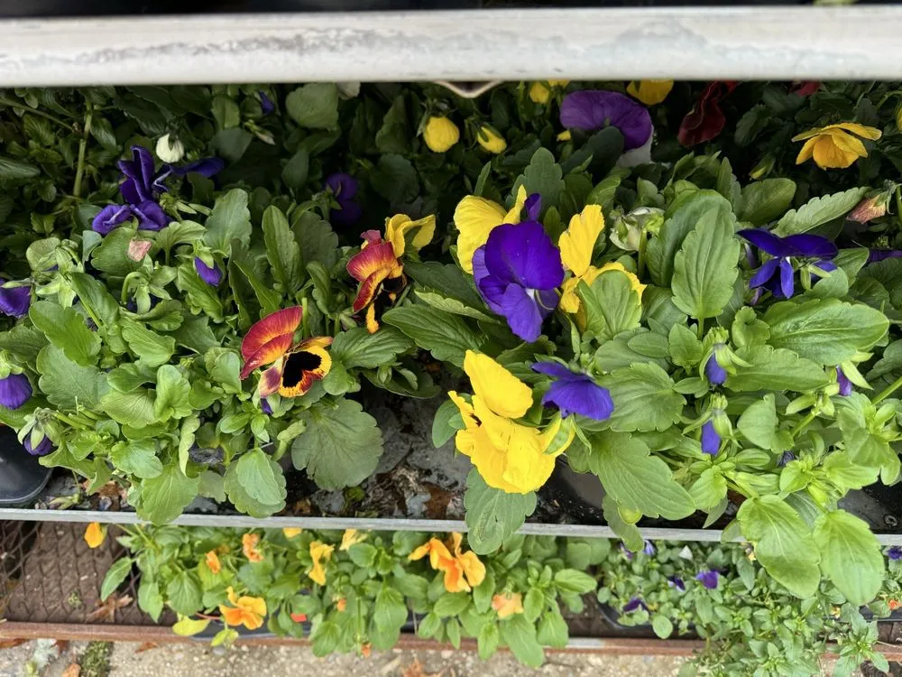 Custom lawn mowing service for beautiful yards in Lynbrook, NY by Moises Amaya Landscaping