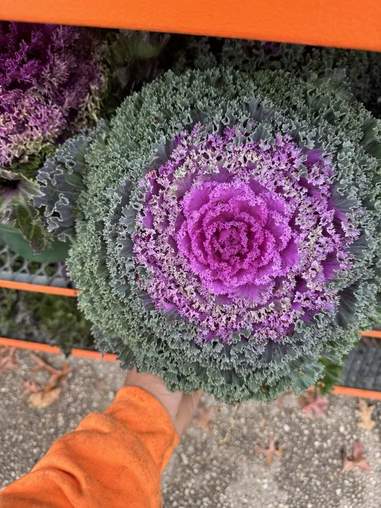 Reliable lawn care service for year-round maintenance in Lynbrook, NY by Moises Amaya Landscaping