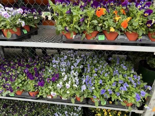 Moises Amaya Landscaping