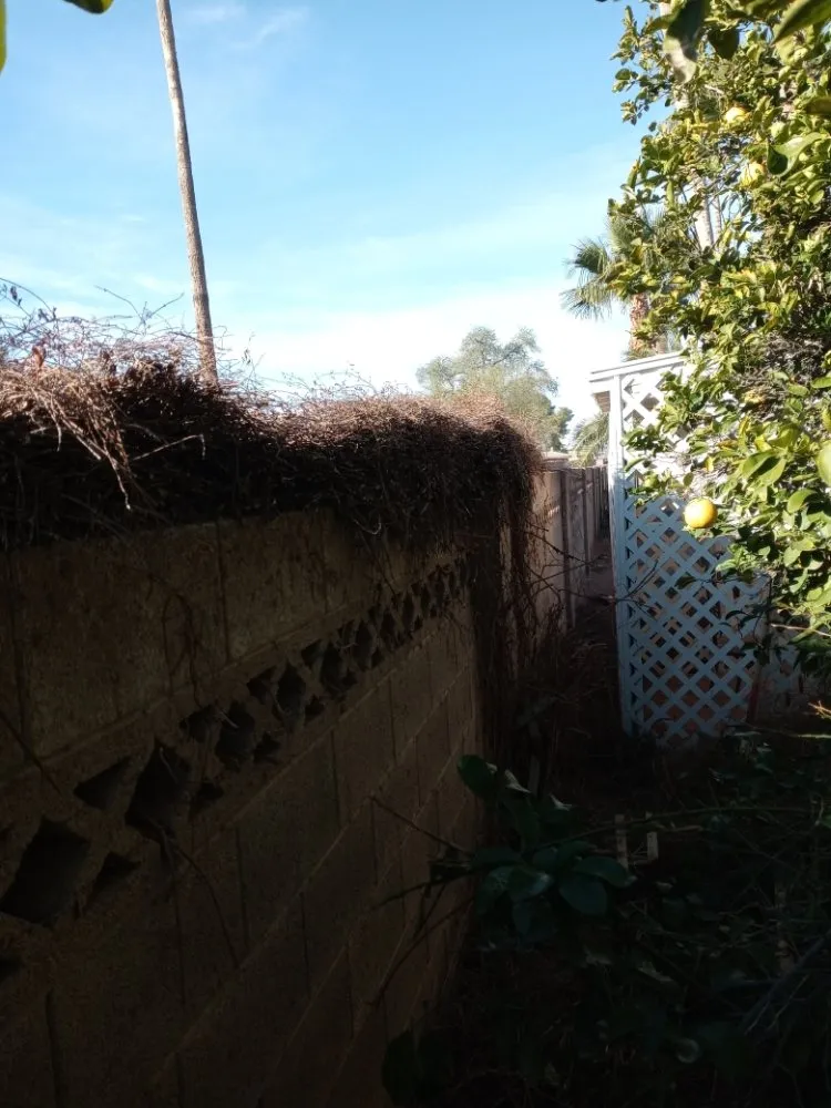 Top-rated lawn care service in Casa Grande, AZ by Moises Garden & Landscape Services