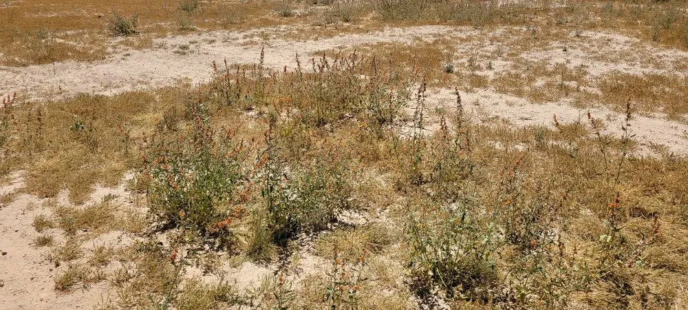 Affordable landscape installation in Casa Grande, AZ - Moises Garden & Landscape Services