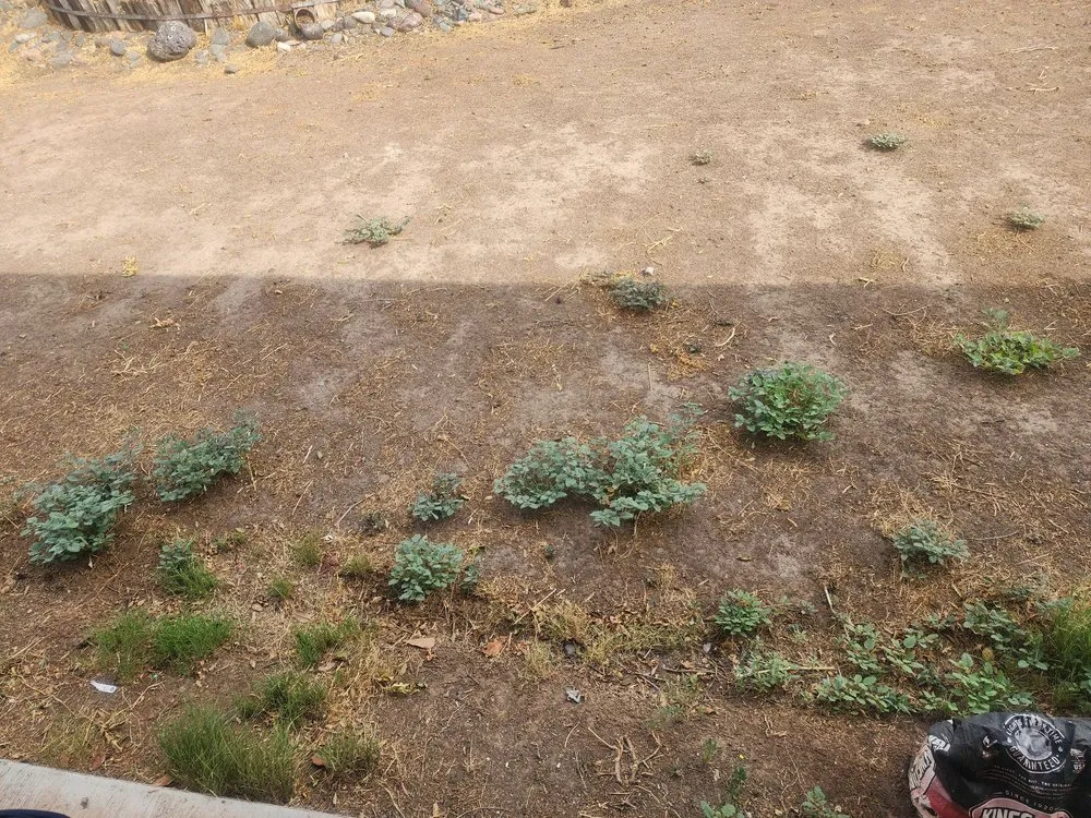 Custom yard cleanup service in Phoenix, AZ - Moises Hilario Trujillo Landscaping