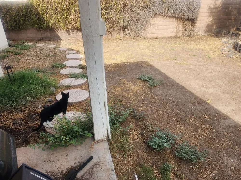 Professional lawn care service in Phoenix, AZ by Moises Hilario Trujillo Landscaping