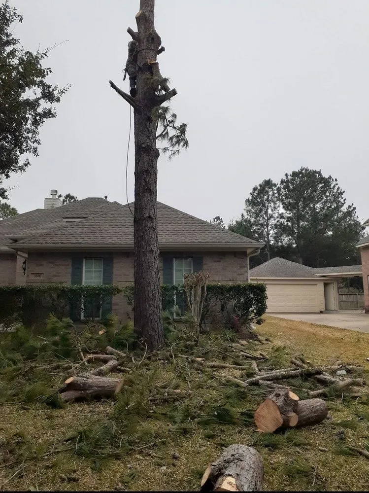 Expert yard maintenance in Webster, TX by Moises Velasquez