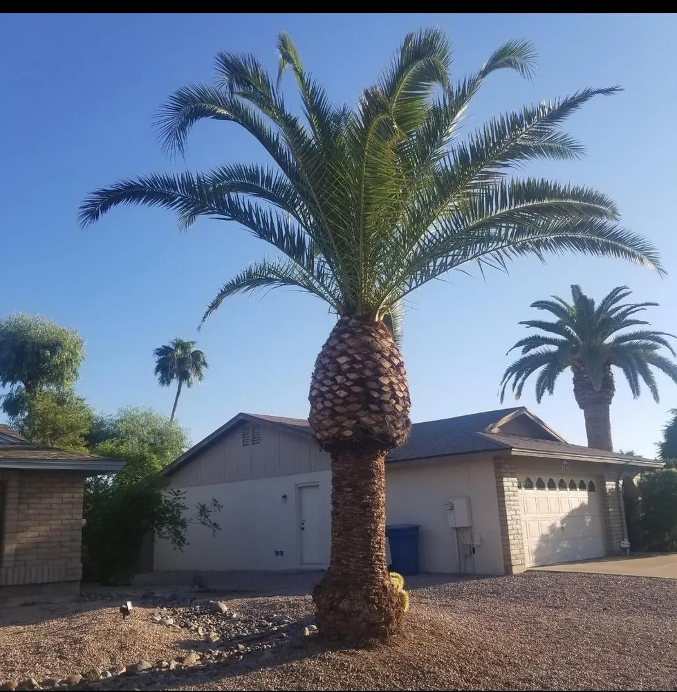 Reliable yard maintenance for beautiful yards across Webster, TX - Moises Velasquez