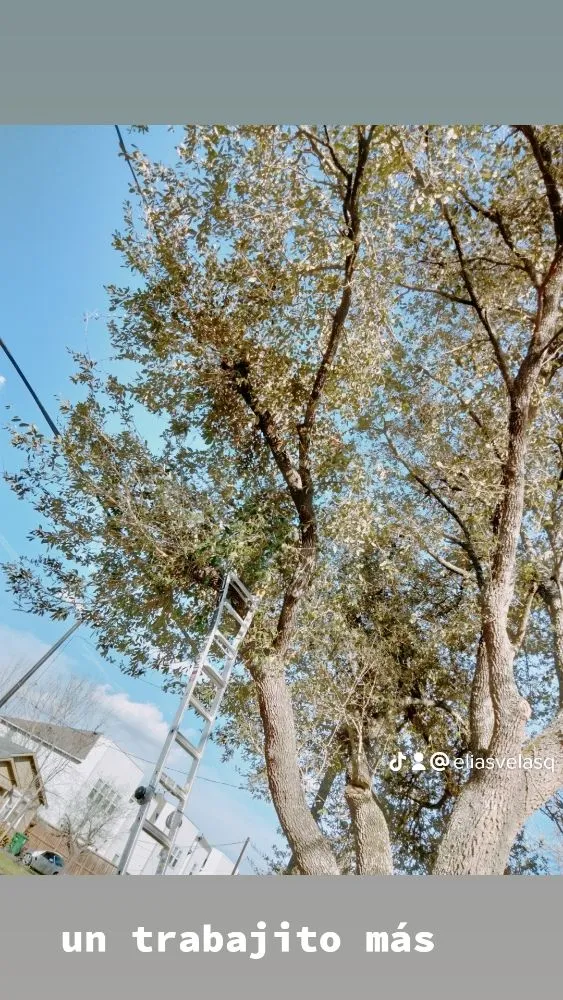 Custom residential landscaping for homes across Webster, TX - Moises Velasquez