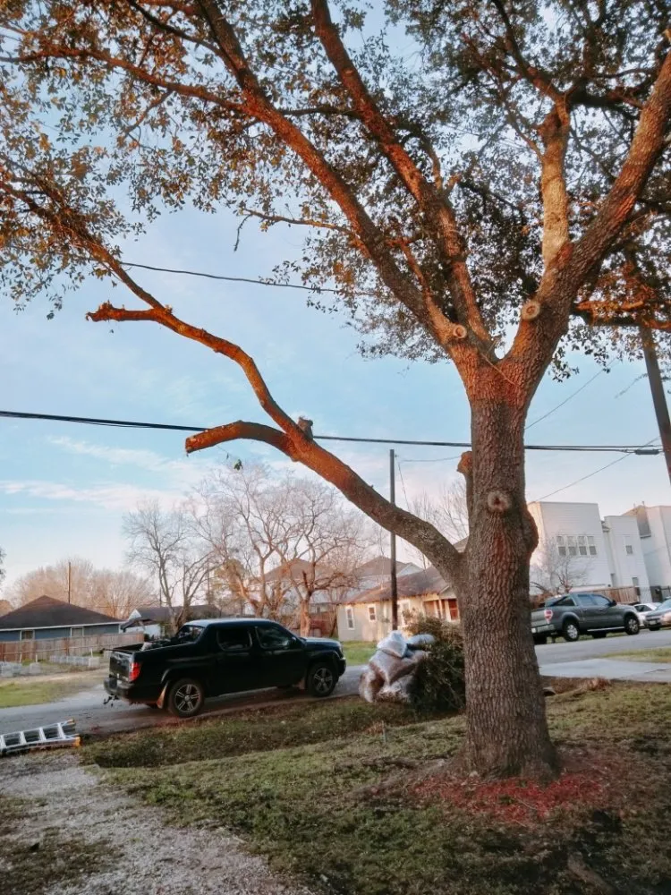 Trusted yard maintenance in Webster, TX - Moises Velasquez