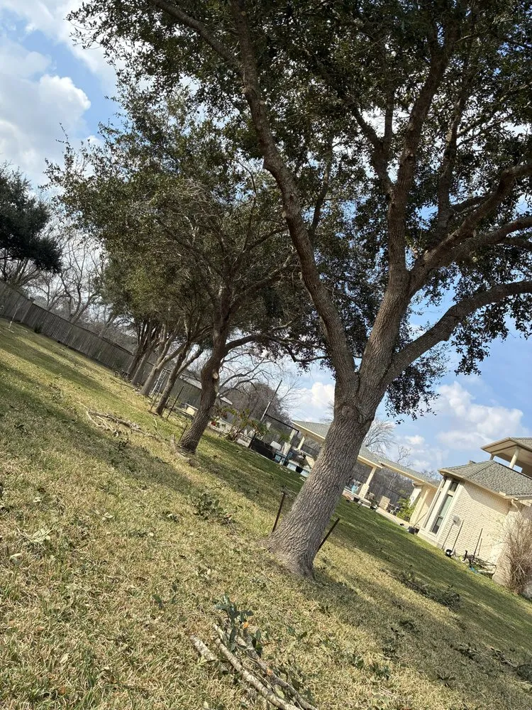 Professional outdoor landscaping in Webster, TX by Moises Velasquez