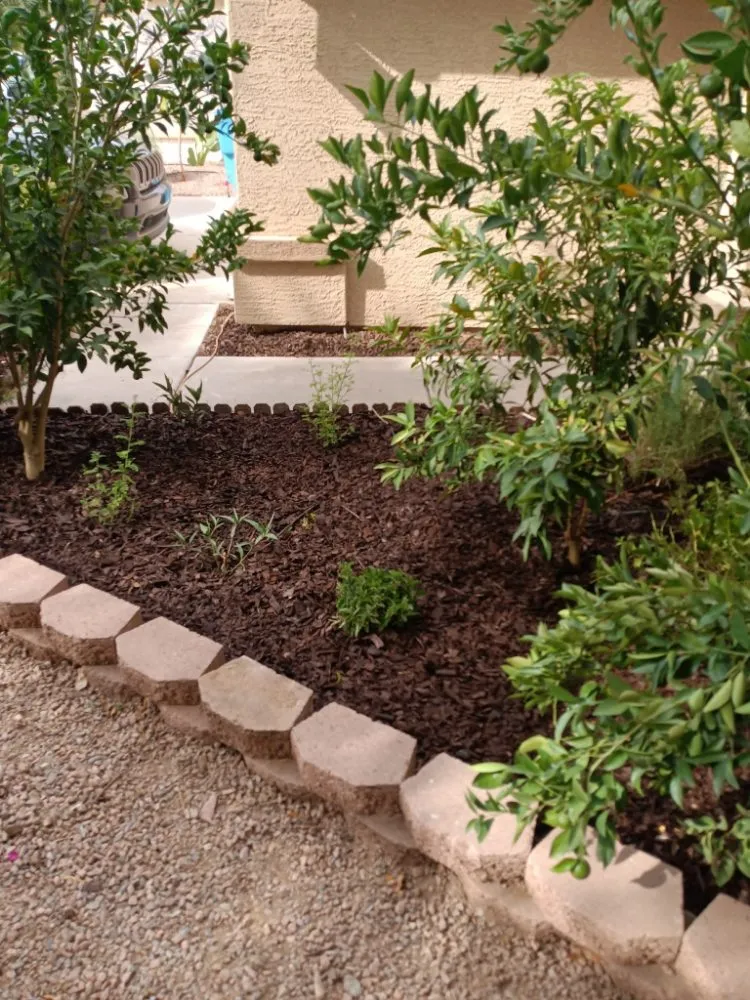 Expert yard cleanup service for beautiful yards in Phoenix, AZ by Mojave Green Landscape