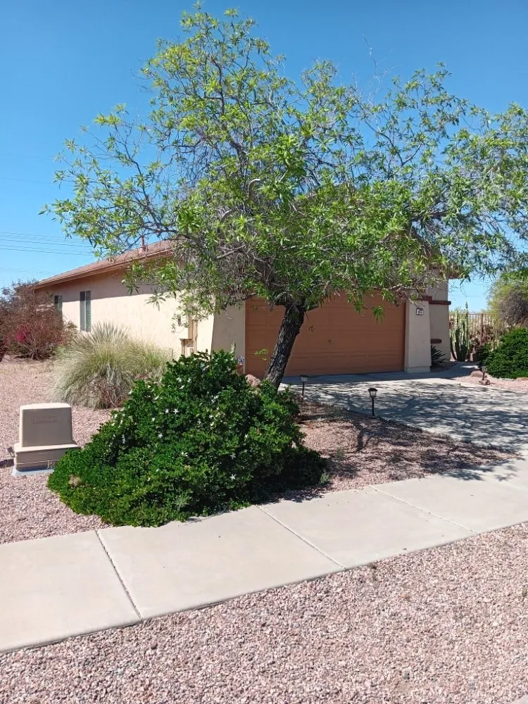 Reliable landscape design in Phoenix, AZ - Mojave Green Landscape