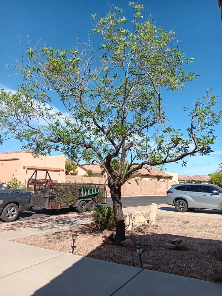 Professional outdoor landscaping experts serving Phoenix, AZ - Mojave Green Landscape