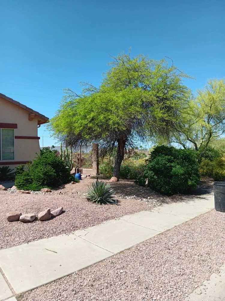 Custom yard maintenance experts serving Phoenix, AZ - Mojave Green Landscape