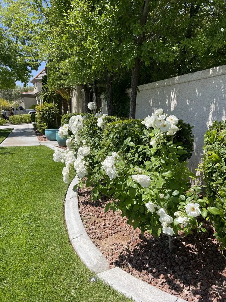 Top-rated lawn care service in Las Vegas, NV by Mojave Land Maintenance