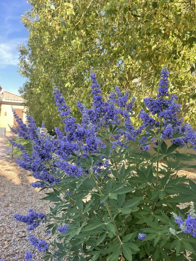 Affordable landscaping services with custom design in Las Vegas, NV by Mojave Land Maintenance