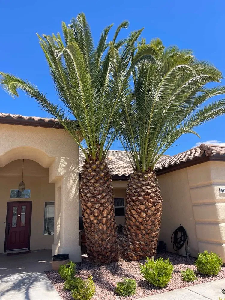 Affordable residential landscaping experts serving Las Vegas, NV - Mojave Land Maintenance