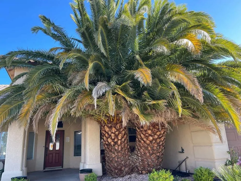 Reliable lawn care service in Las Vegas, NV by Mojave Land Maintenance