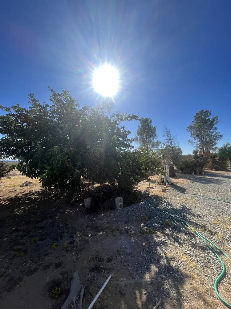 Reliable garden landscaping for homes in Joshua Tree, CA by Mojave Landscaping