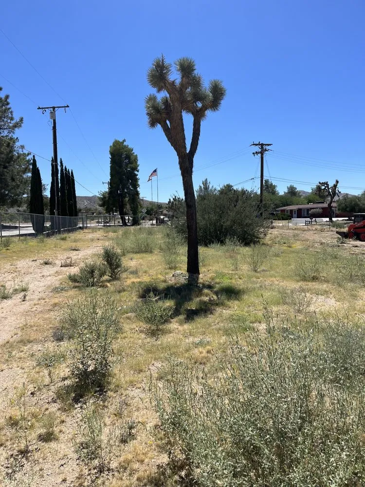 Professional landscape design in Joshua Tree, CA by Mojave Landscaping