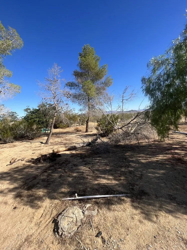 Expert lawn care service for year-round maintenance across Joshua Tree, CA - Mojave Landscaping