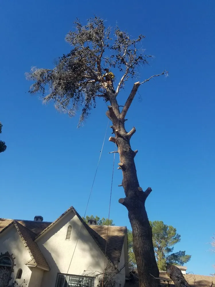 Custom landscape installation in Overton, NV by Mojave Landscaping