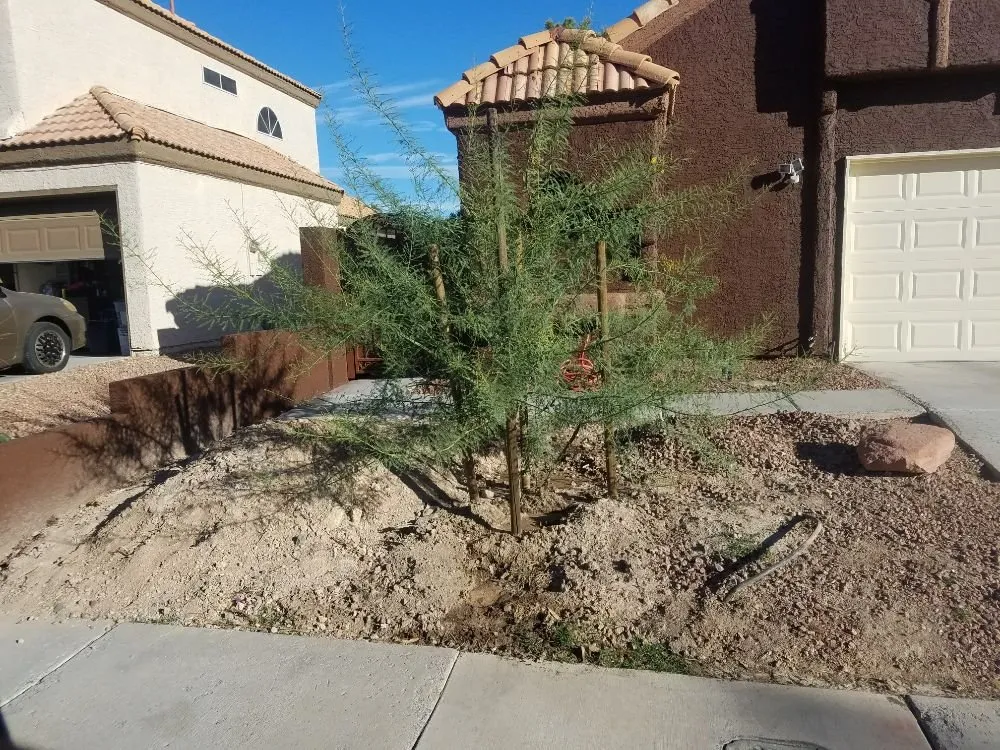 Professional lawn care service with custom design in Overton, NV by Mojave Landscaping