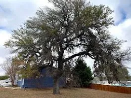 Expert lawn care service in Kerrville, TX - Mojica Tree Service