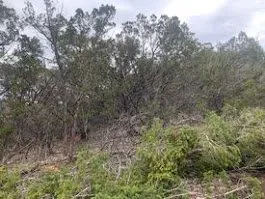 Top-rated lawn care service for outdoor upgrades across Kerrville, TX - Mojica Tree Service