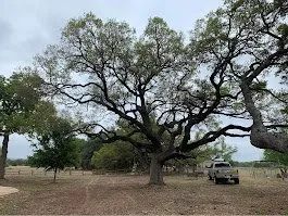 Affordable outdoor landscaping for year-round maintenance in Kerrville, TX by Mojica Tree Service