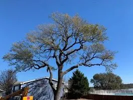 Top-rated yard maintenance in Kerrville, TX by Mojica Tree Service