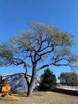 Expert yard cleanup service in Kerrville, TX - Mojica Tree Service