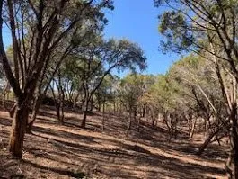 Expert garden landscaping in Kerrville, TX by Mojica Tree Service