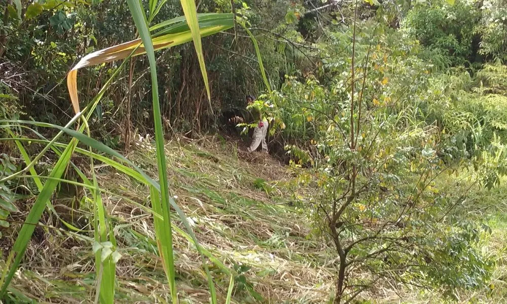 Local outdoor landscaping in Hilo, HI - Moku Nui Yard Service