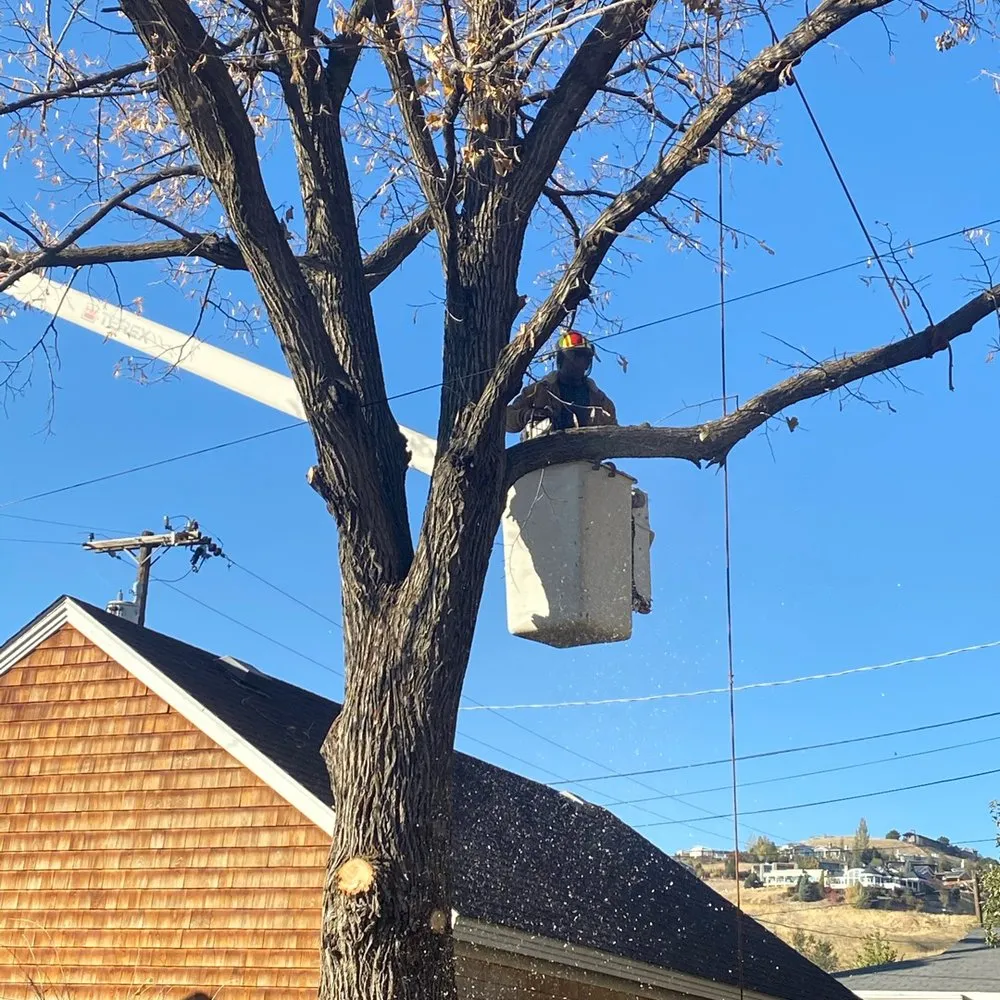 Top-rated landscaping services in South Jordan, UT by Moliga Tree Specialists & Landscaping