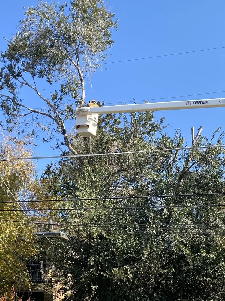 Local lawn care service experts serving South Jordan, UT - Moliga Tree Specialists & Landscaping