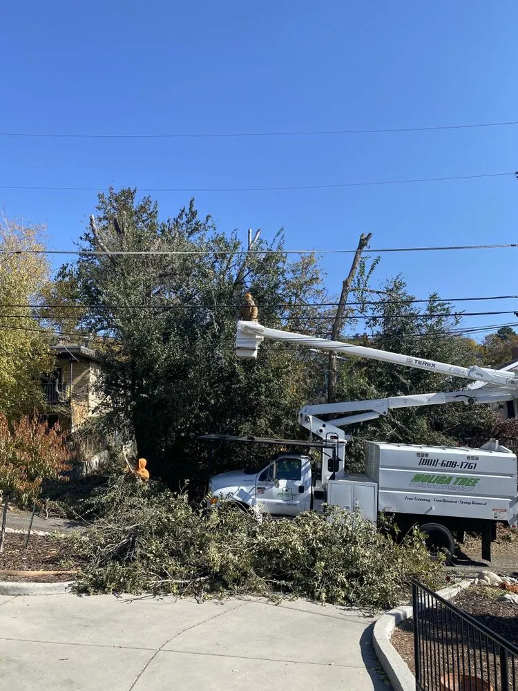 Custom landscape installation experts serving South Jordan, UT - Moliga Tree Specialists & Landscaping