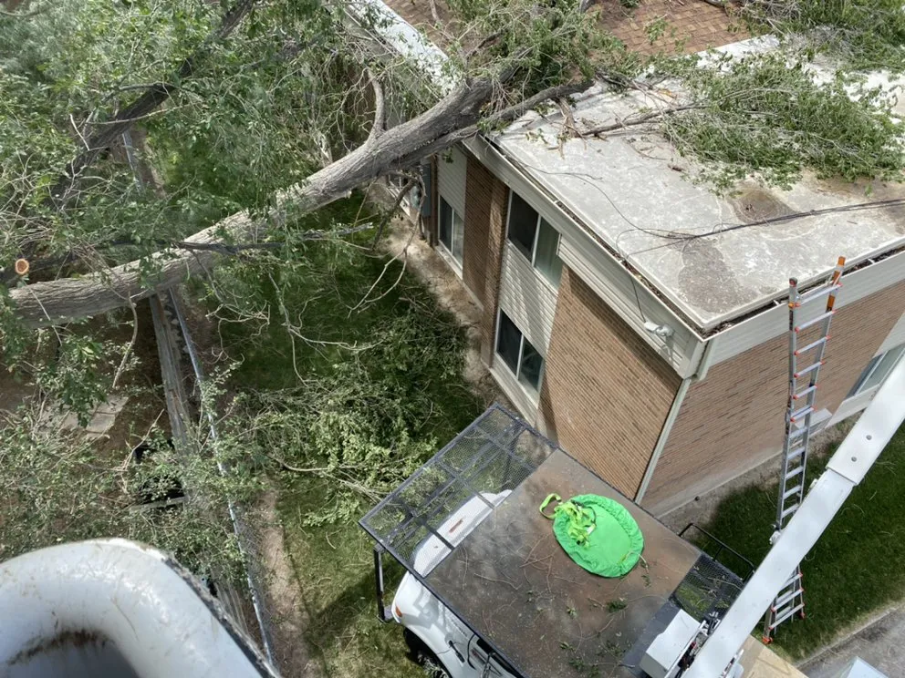 Expert yard maintenance for year-round maintenance in South Jordan, UT by Moliga Tree Specialists & Landscaping