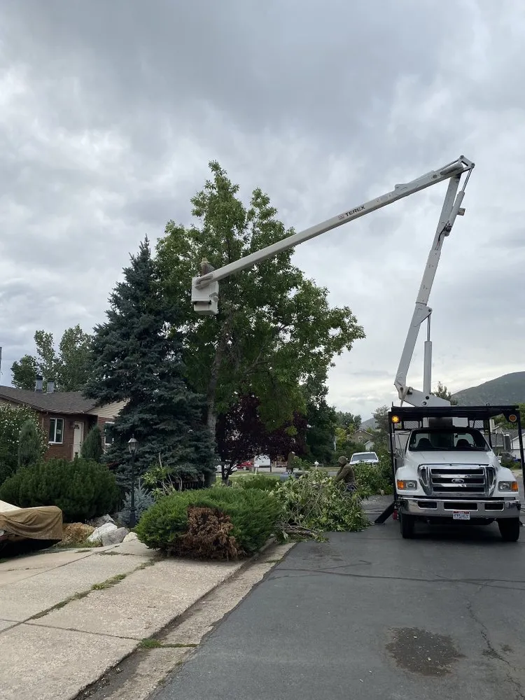Affordable landscape installation in South Jordan, UT by Moliga Tree Specialists & Landscaping