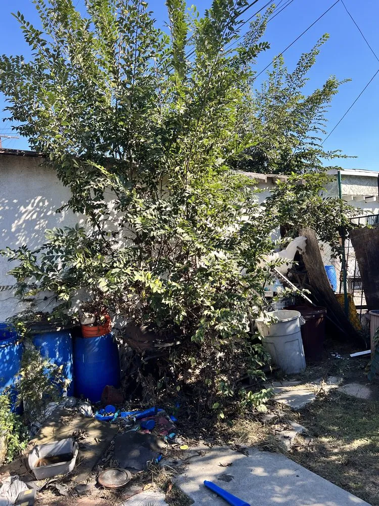 Trusted garden landscaping experts serving Gardena, CA - Molina Landscape