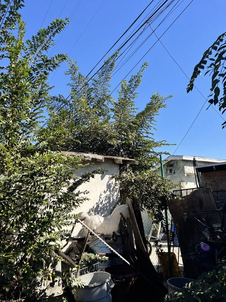 Trusted landscaping services for residential properties in Gardena, CA by Molina Landscape