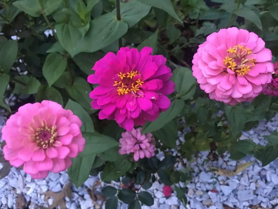 Trusted garden landscaping experts serving Lanham, MD - Molina Landscaping