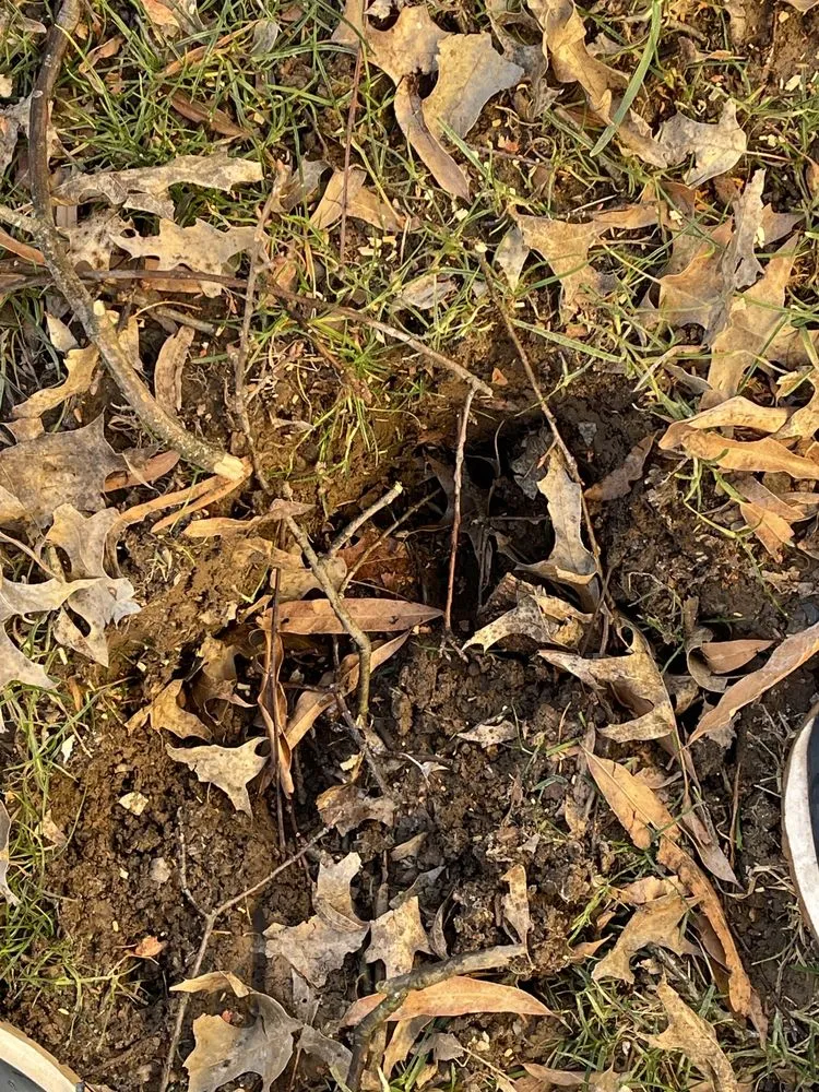 Professional garden landscaping in Lanham, MD by Molina Landscaping