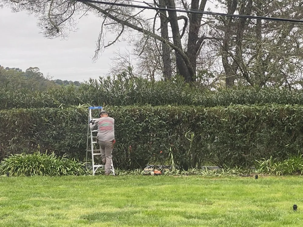 Local lawn care service in Suisun City, CA - Molina's Landscaping