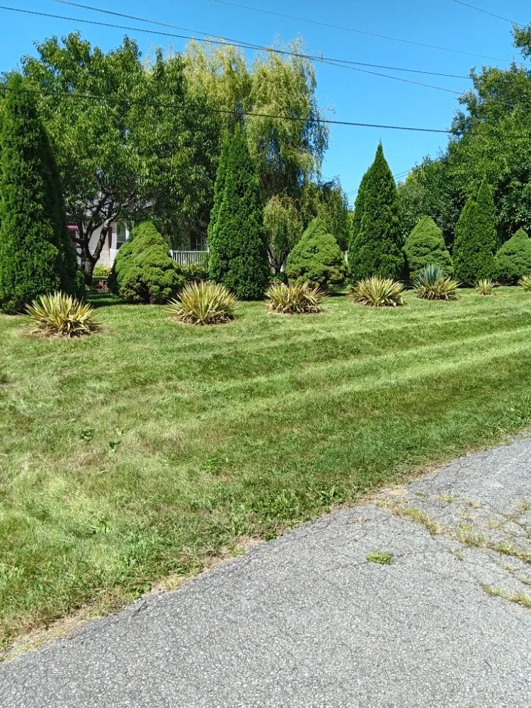 Reliable yard cleanup service in Indianapolis, IN - Molina's Lawn Services