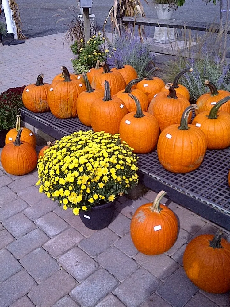 Affordable lawn mowing service for beautiful yards in Lincroft, NJ by Molzon Landscape Nursery