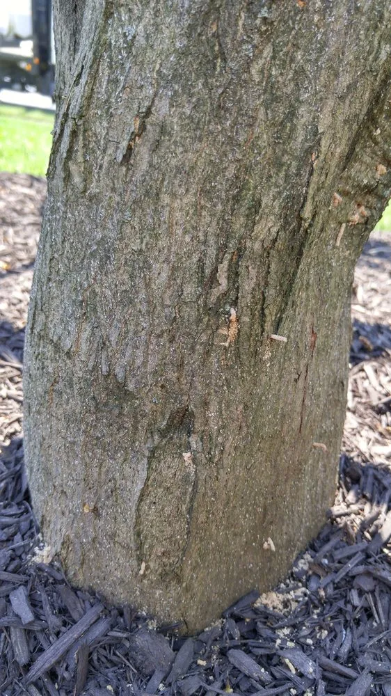 Affordable yard cleanup service in Lancaster, PA - Moma Tree & Lawn care