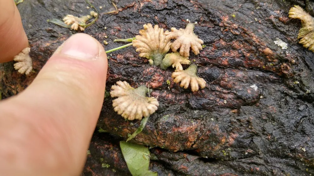 Custom yard maintenance in Lancaster, PA - Moma Tree & Lawn care