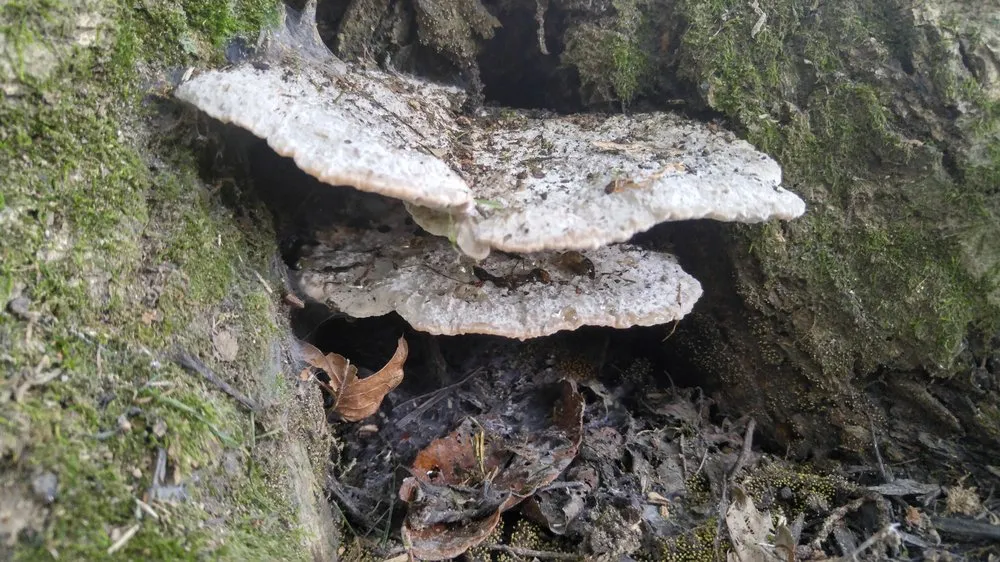 Professional landscape installation in Lancaster, PA by Moma Tree & Lawn care